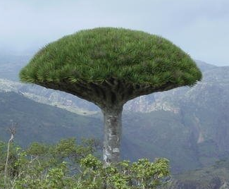 Socotra.png