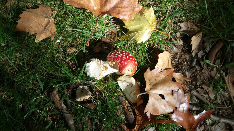 The Exotic Mushrooms and Trees of Canberra: Fly Agaric, Death Cap, and London Plane